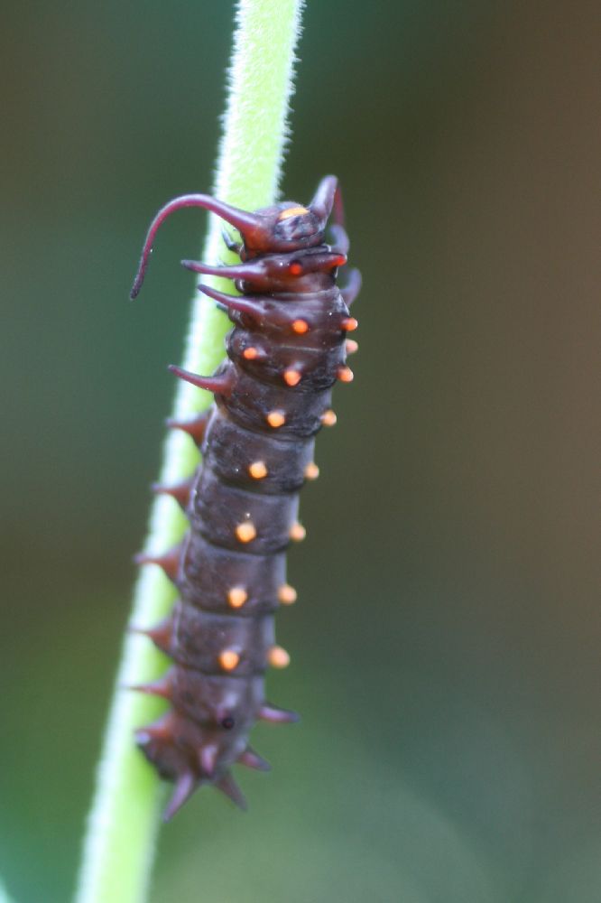 Papilionidae Battus philenor