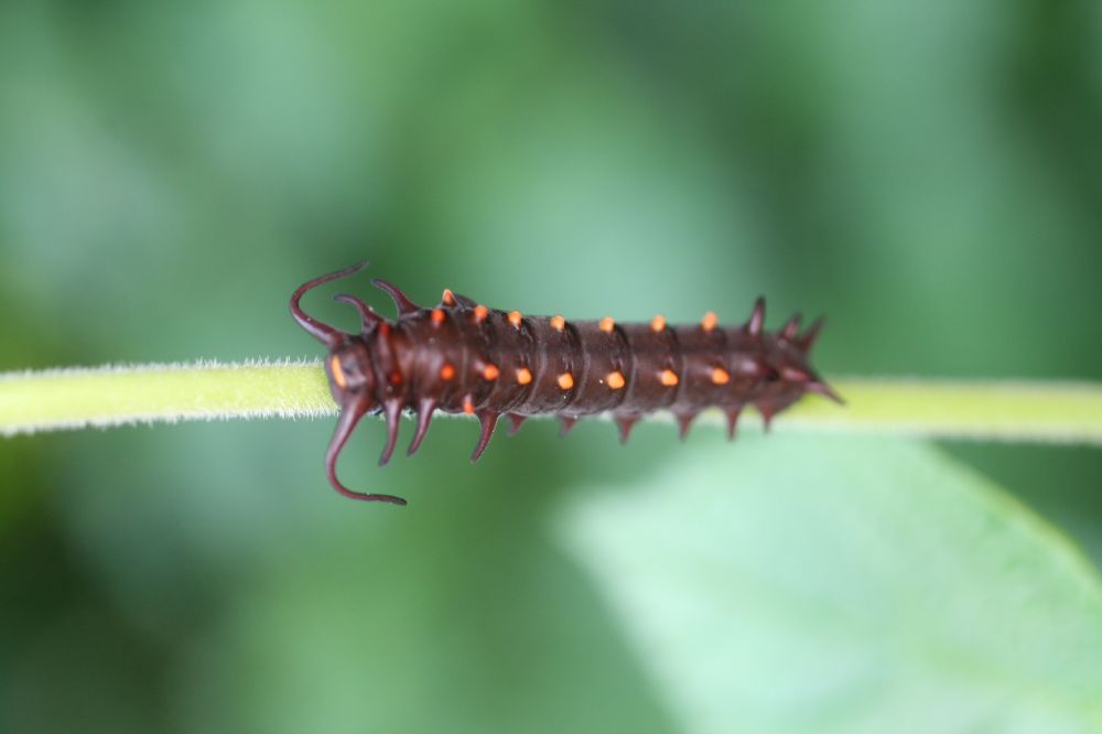 Papilionidae Battus philenor