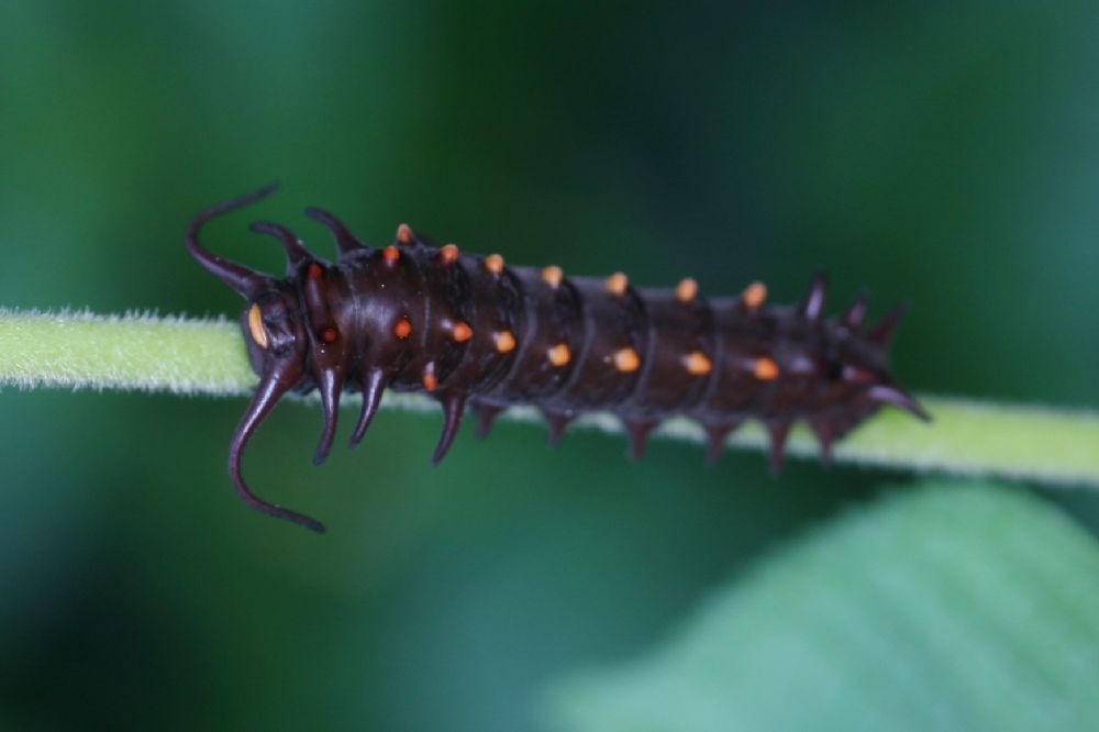 Papilionidae Battus philenor