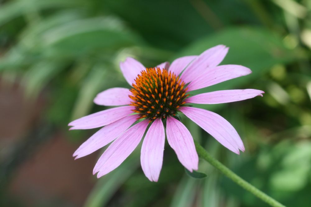 Asteraceae Echinacea pallida