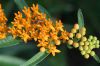 image of Asclepias tuberosa