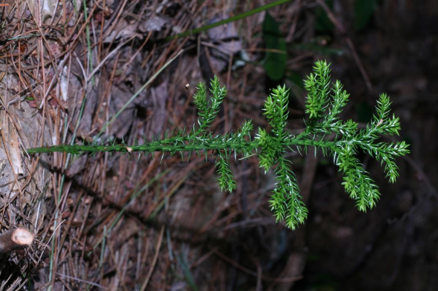 Lycopodiaceae Dendrolycopodium dendroideum