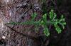 image of Dendrolycopodium dendroideum