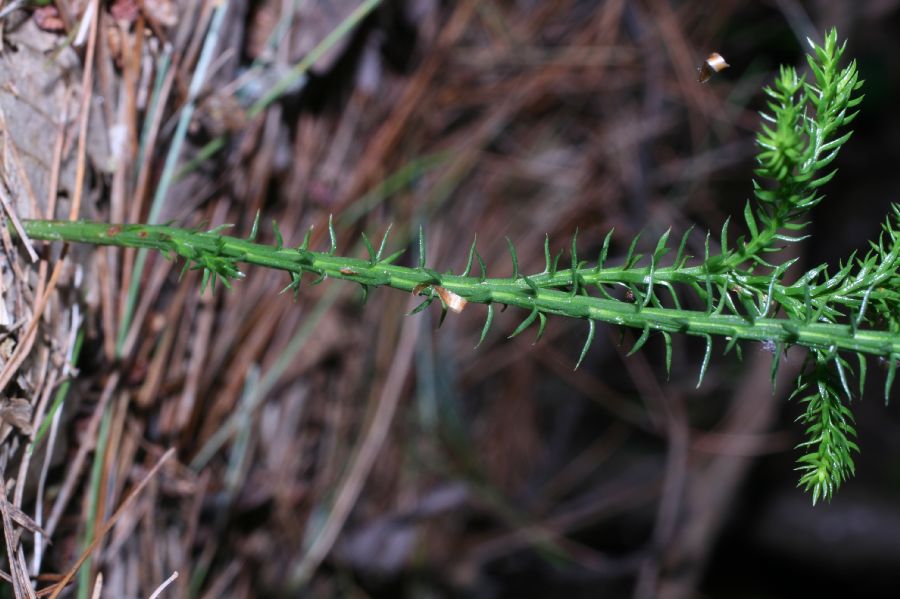 Lycopodiaceae Dendrolycopodium dendroideum