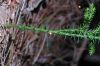 image of Dendrolycopodium dendroideum