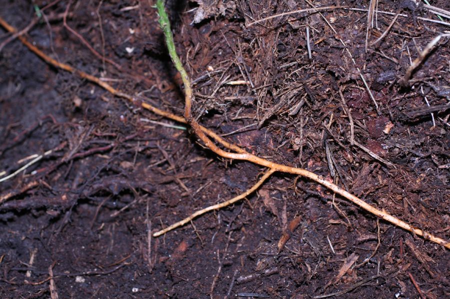 Lycopodiaceae Dendrolycopodium dendroideum