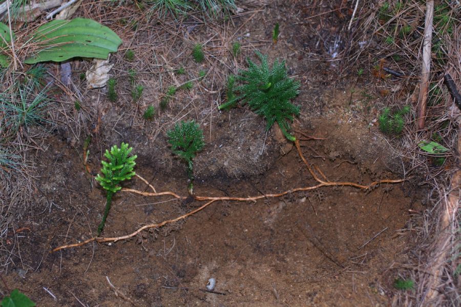 Lycopodiaceae Dendrolycopodium obscurum