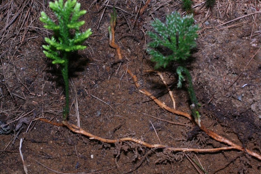 Lycopodiaceae Dendrolycopodium obscurum