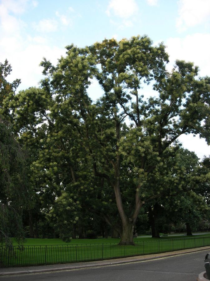 Fabaceae Sophora japonica