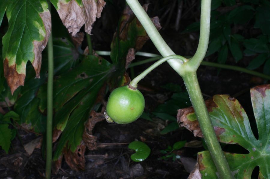 Berberidaceae Podophyllum peltatum