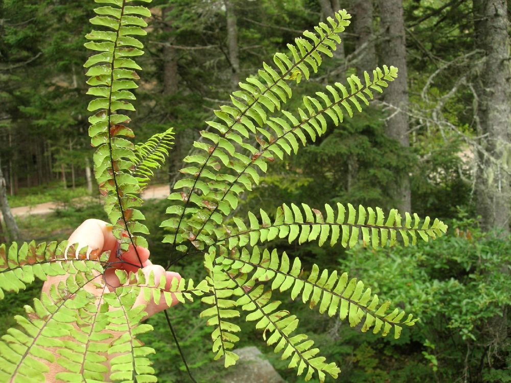 Pteridaceae Adiantum aleuticum