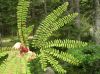 image of Adiantum aleuticum