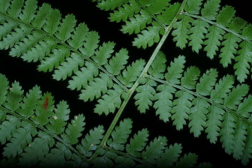 Dryopteridaceae Dryopteris intermedia