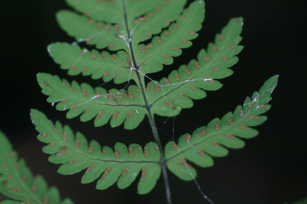 Cystopteridaceae Gymnocarpium dryopteris