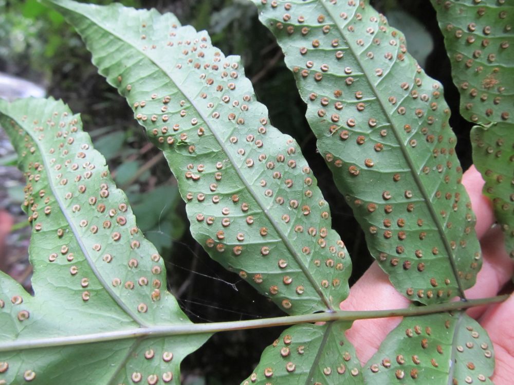 Tectariaceae Tectaria lizarzaburui 