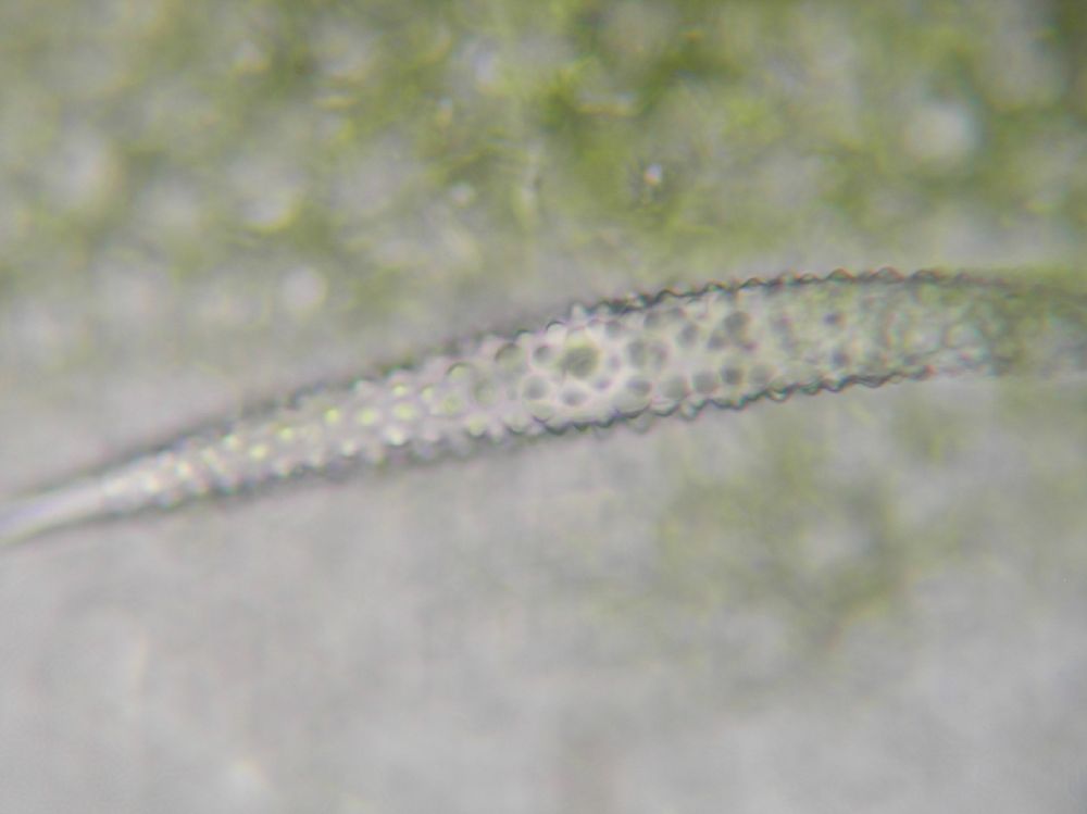 Cornaceae Cornus canadensis