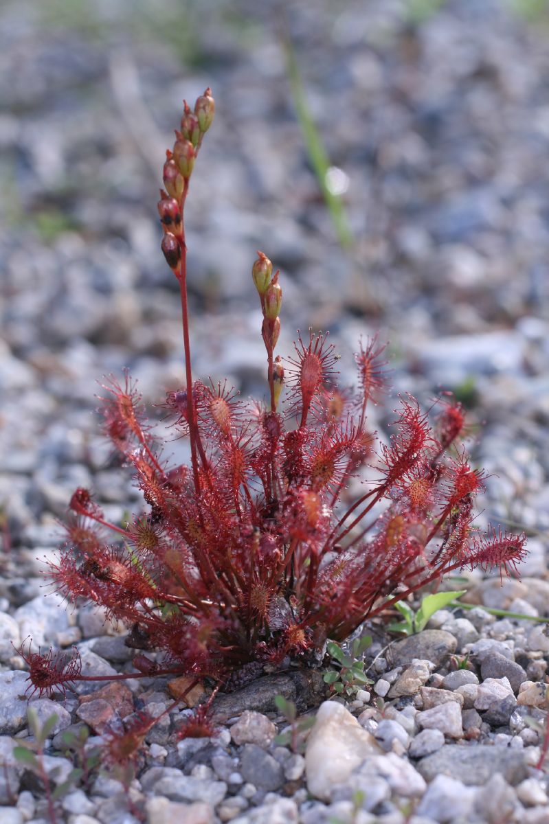 Droseraceae Drosera rotundifolia