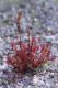 image of Drosera rotundifolia