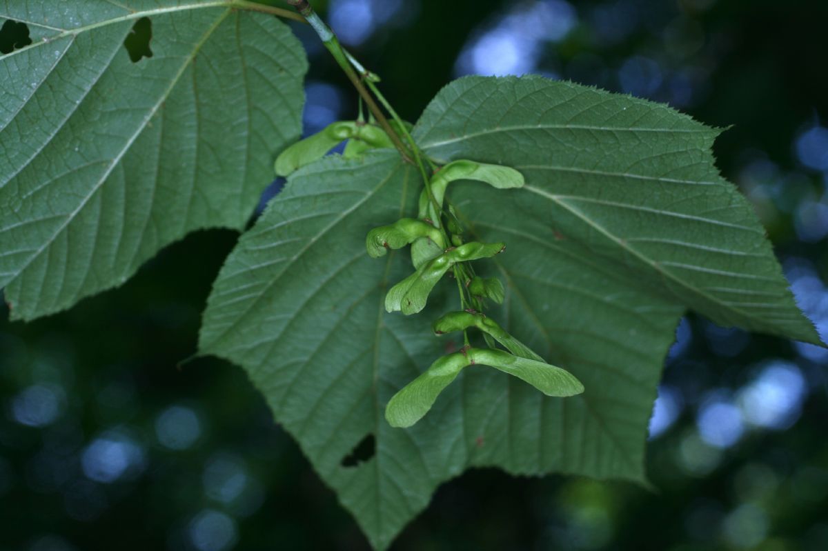 Aceraceae Acer pensylvanicum