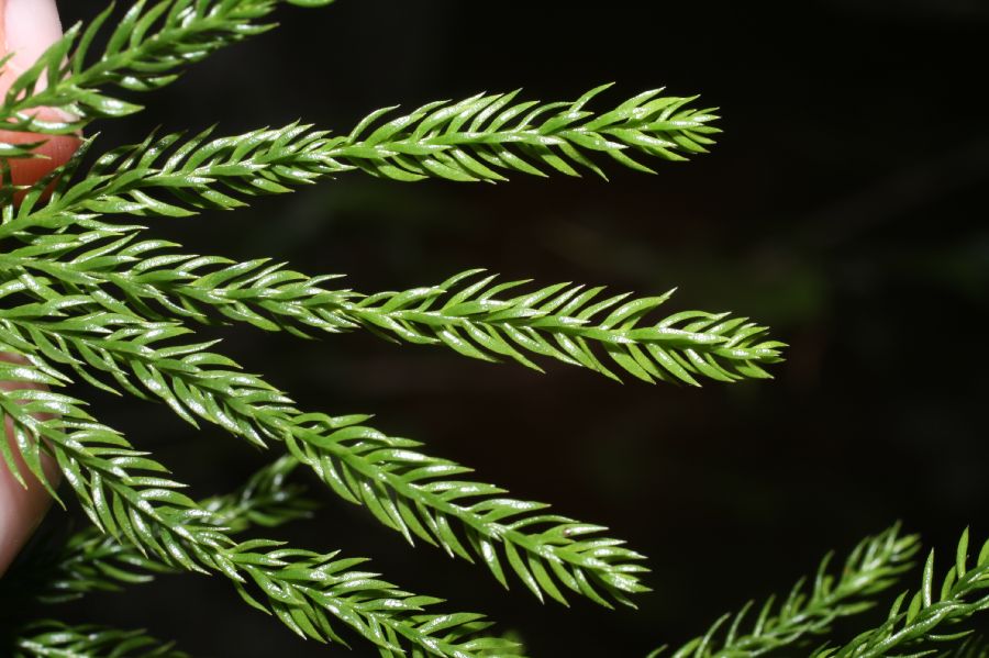 Lycopodiaceae Dendrolycopodium hickeyi