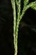 image of Dendrolycopodium hickeyi