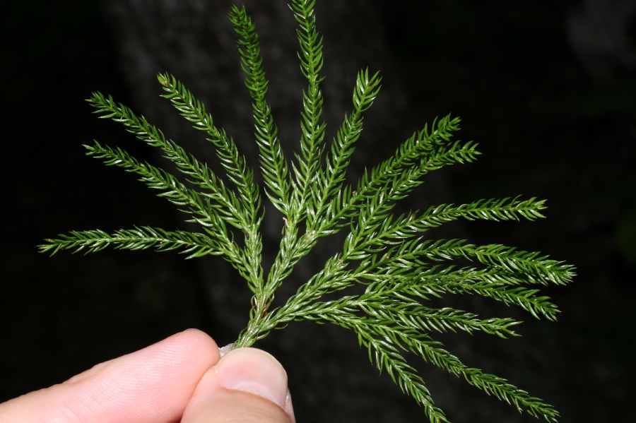 Lycopodiaceae Dendrolycopodium hickeyi