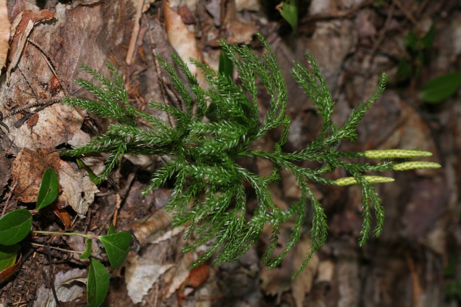 Lycopodiaceae Dendrolycopodium hickeyi