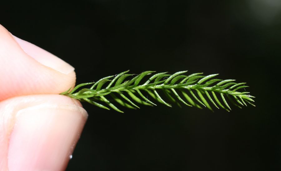 Lycopodiaceae Dendrolycopodium hickeyi