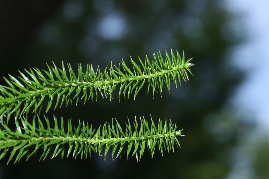 Lycopodiaceae Spinulum annotinum