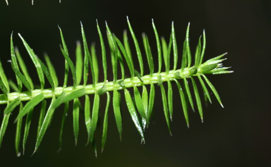 Lycopodiaceae Spinulum annotinum