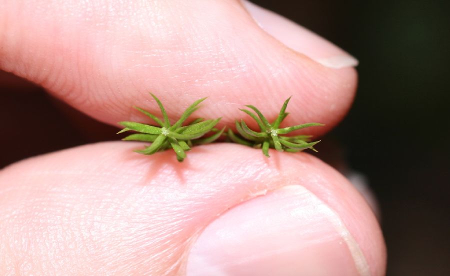 Lycopodiaceae Dendrolycopodium hickeyi