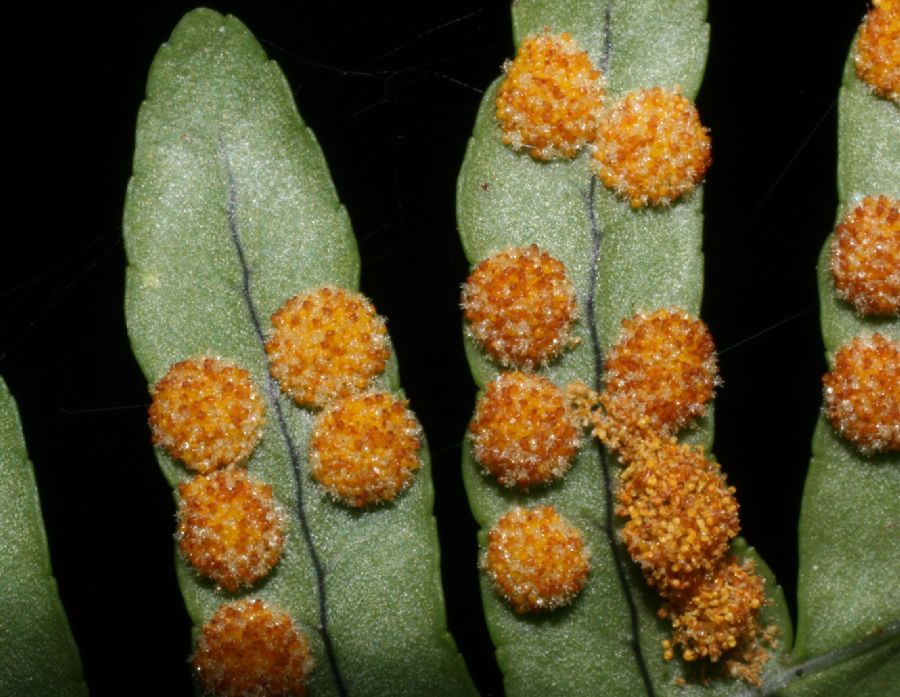 Polypodiaceae Polypodium appalachianum