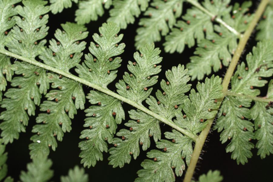 Dennstaedtiaceae Dennstaedtia punctilobula