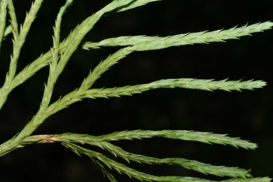 Lycopodiaceae Diphasiastrum tristachyum