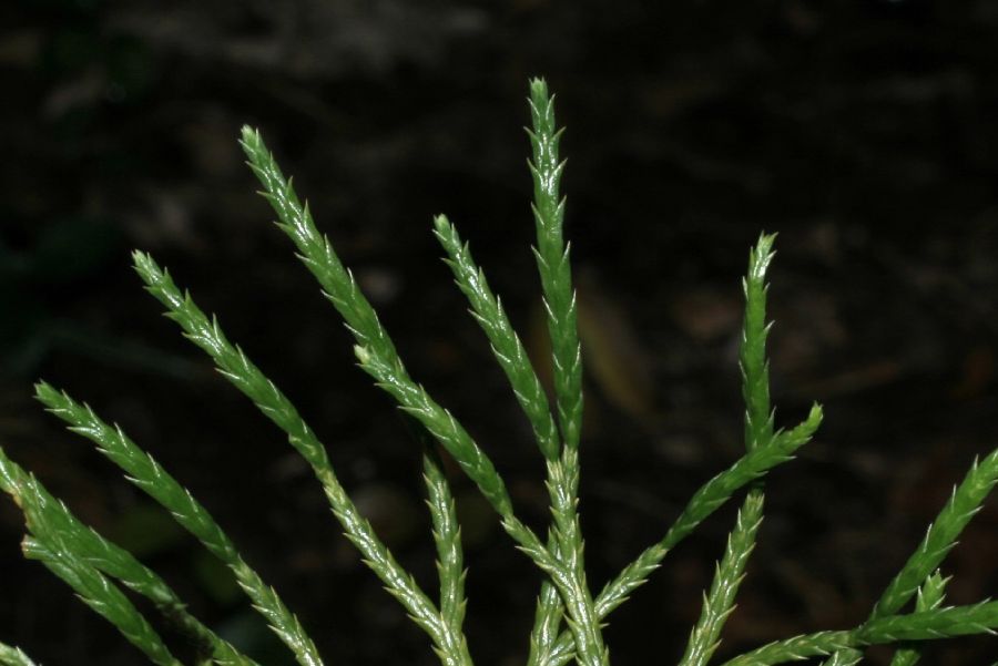 Lycopodiaceae Diphasiastrum tristachyum