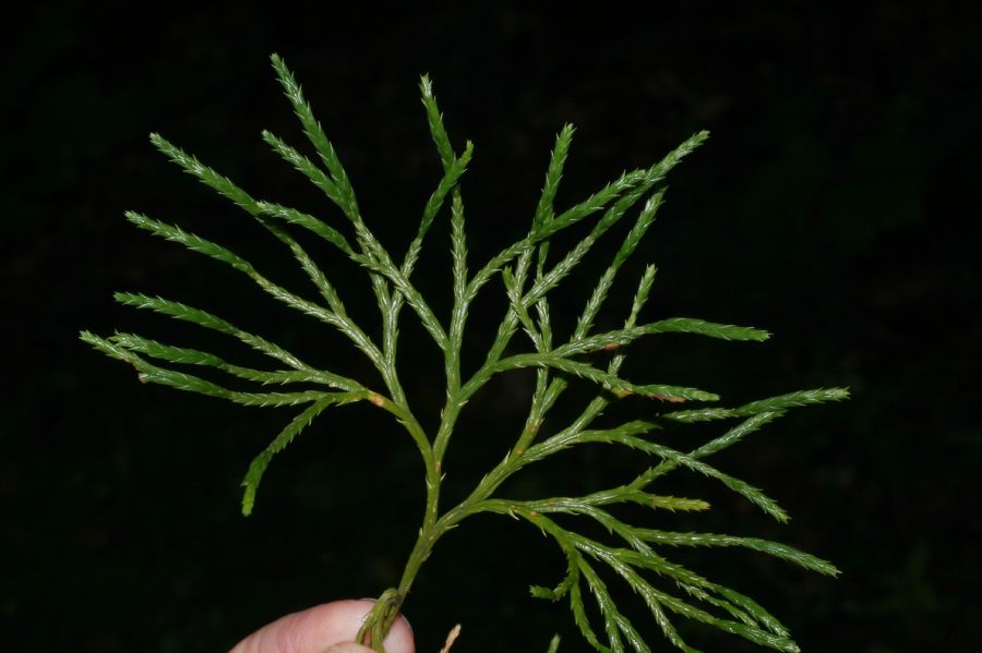 Lycopodiaceae Diphasiastrum tristachyum