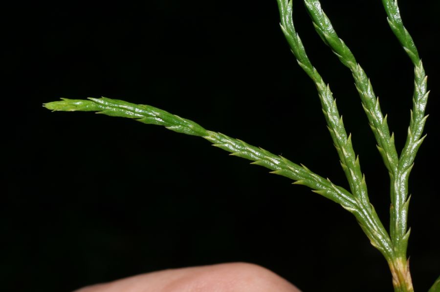 Lycopodiaceae Diphasiastrum tristachyum