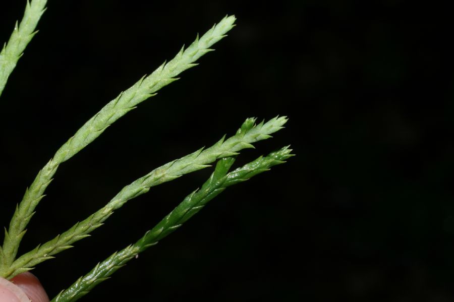 Lycopodiaceae Diphasiastrum tristachyum