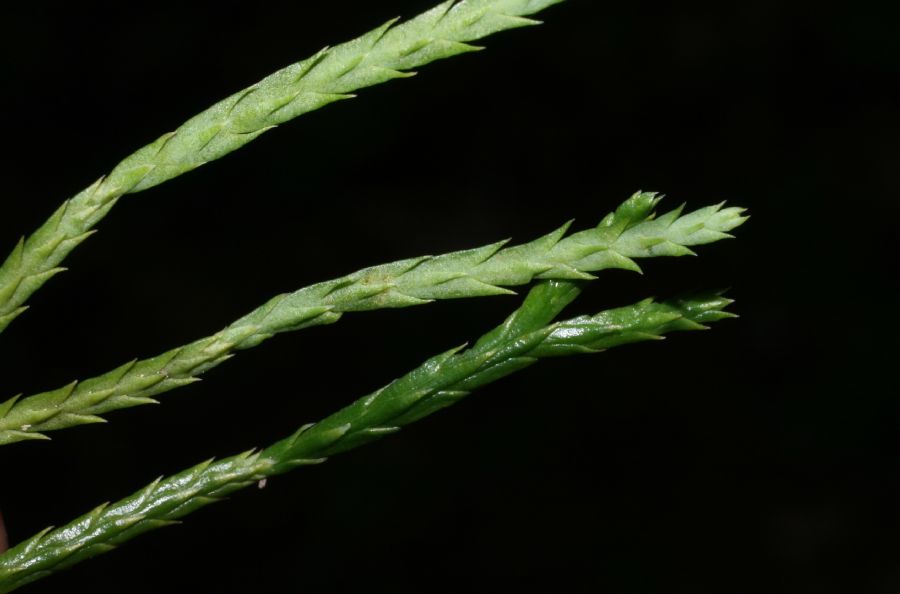 Lycopodiaceae Diphasiastrum tristachyum