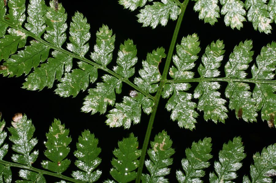 Dryopteridaceae Dryopteris campyloptera