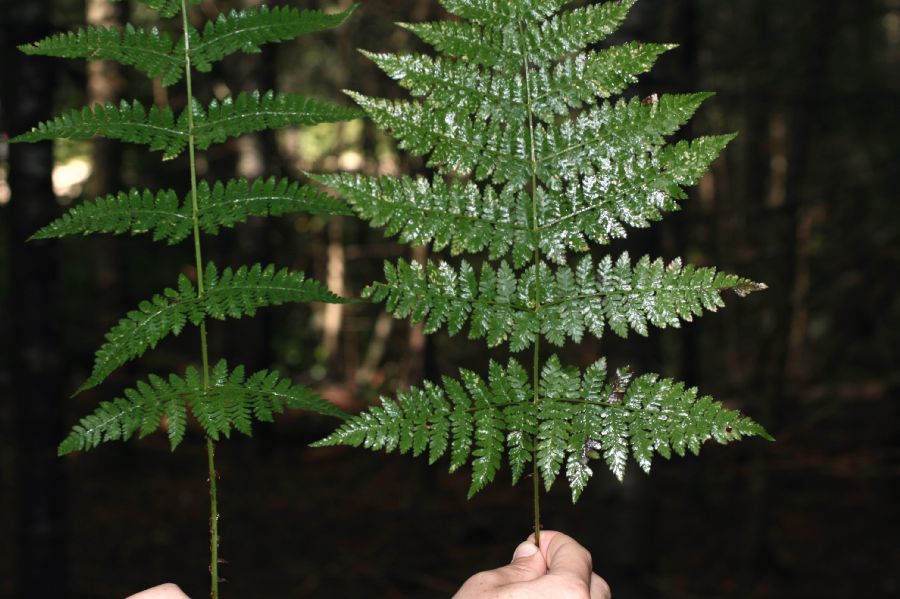 Dryopteridaceae Dryopteris campyloptera