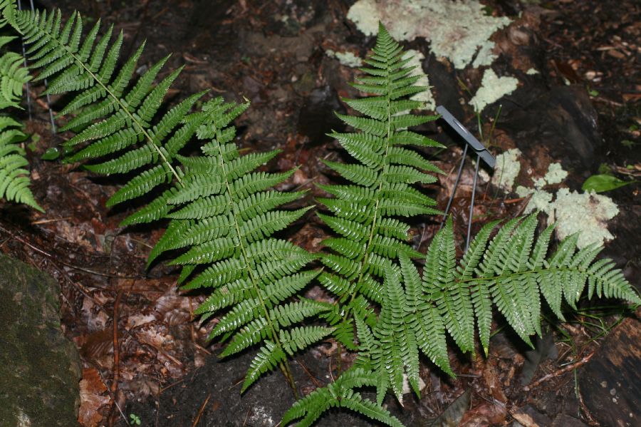 Dryopteridaceae Dryopteris montgomeryi