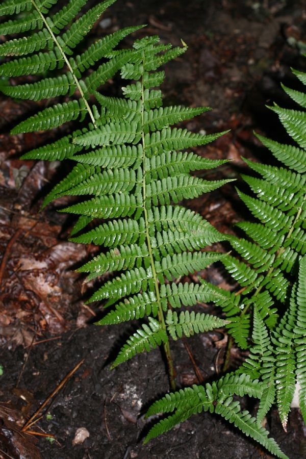 Dryopteridaceae Dryopteris montgomeryi