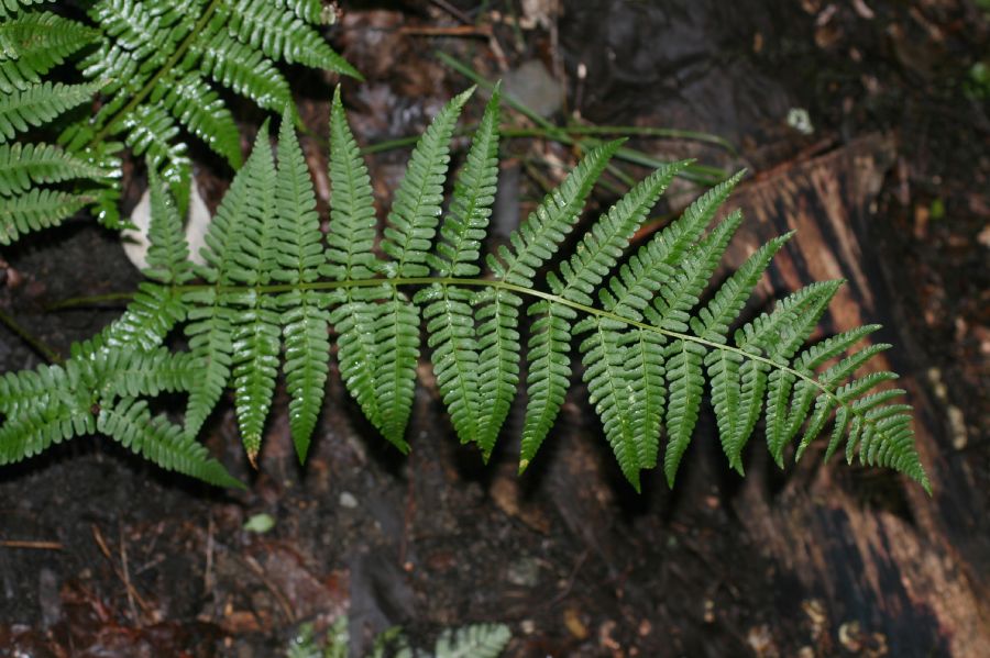 Dryopteridaceae Dryopteris montgomeryi