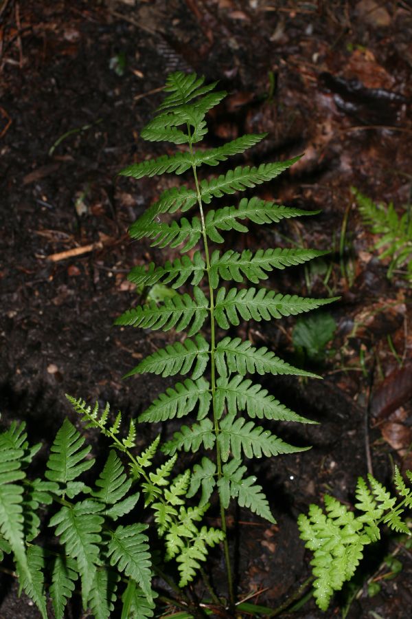 Dryopteridaceae Dryopteris slossoniae