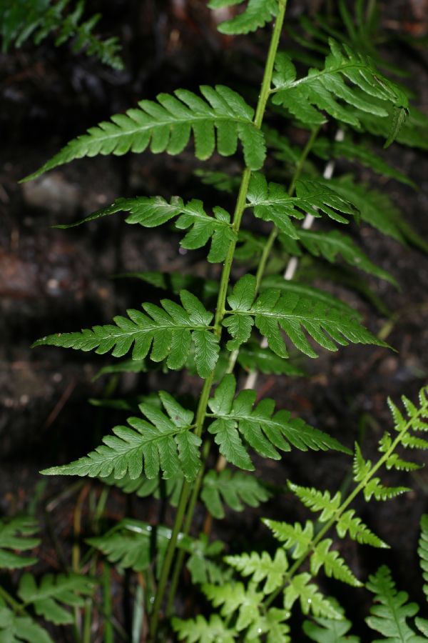 Dryopteridaceae Dryopteris slossoniae