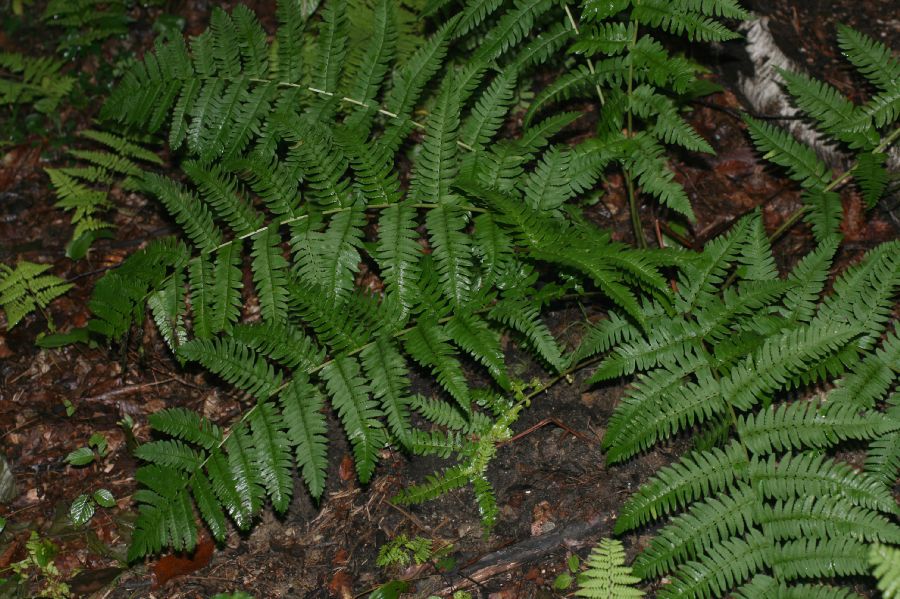 Dryopteridaceae Dryopteris neowherryi