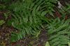 image of Dryopteris neowherryi