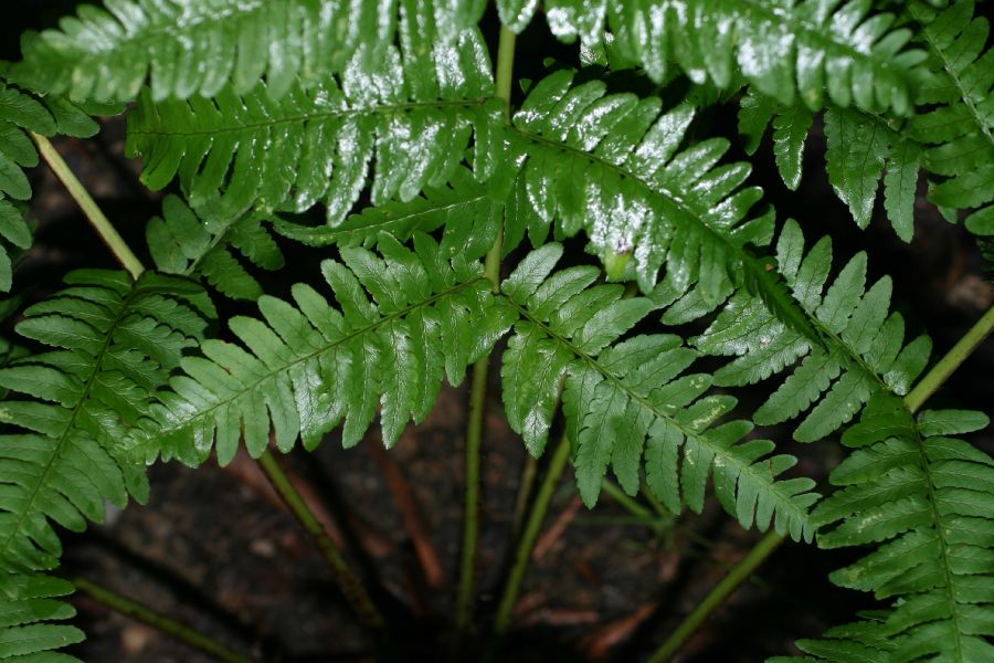 Dryopteridaceae Dryopteris neowherryi