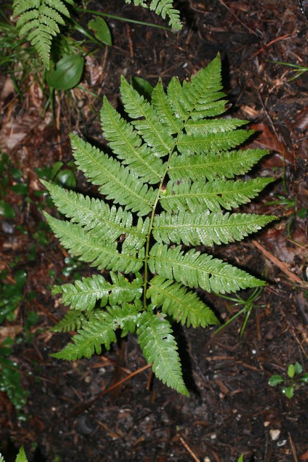 Dryopteridaceae Dryopteris goldiana